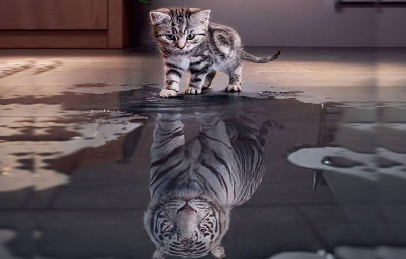 believe-in-yourself-cat-siberian-tiger